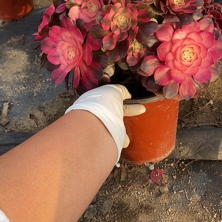 多肉植物荔枝981多肉