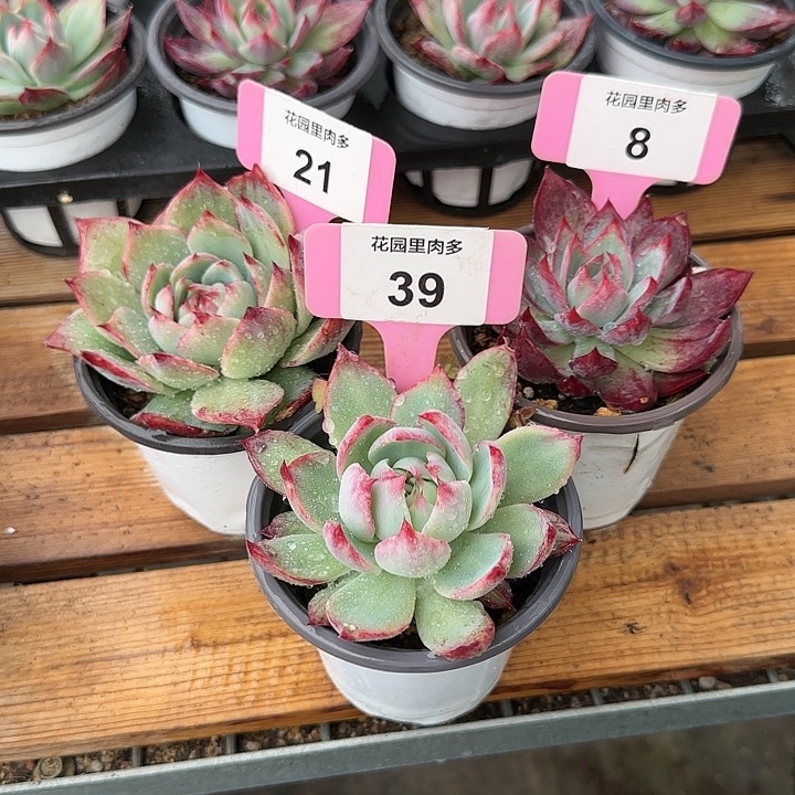 家***哥21、39、8 惊鸿仙子多肉7-9cm