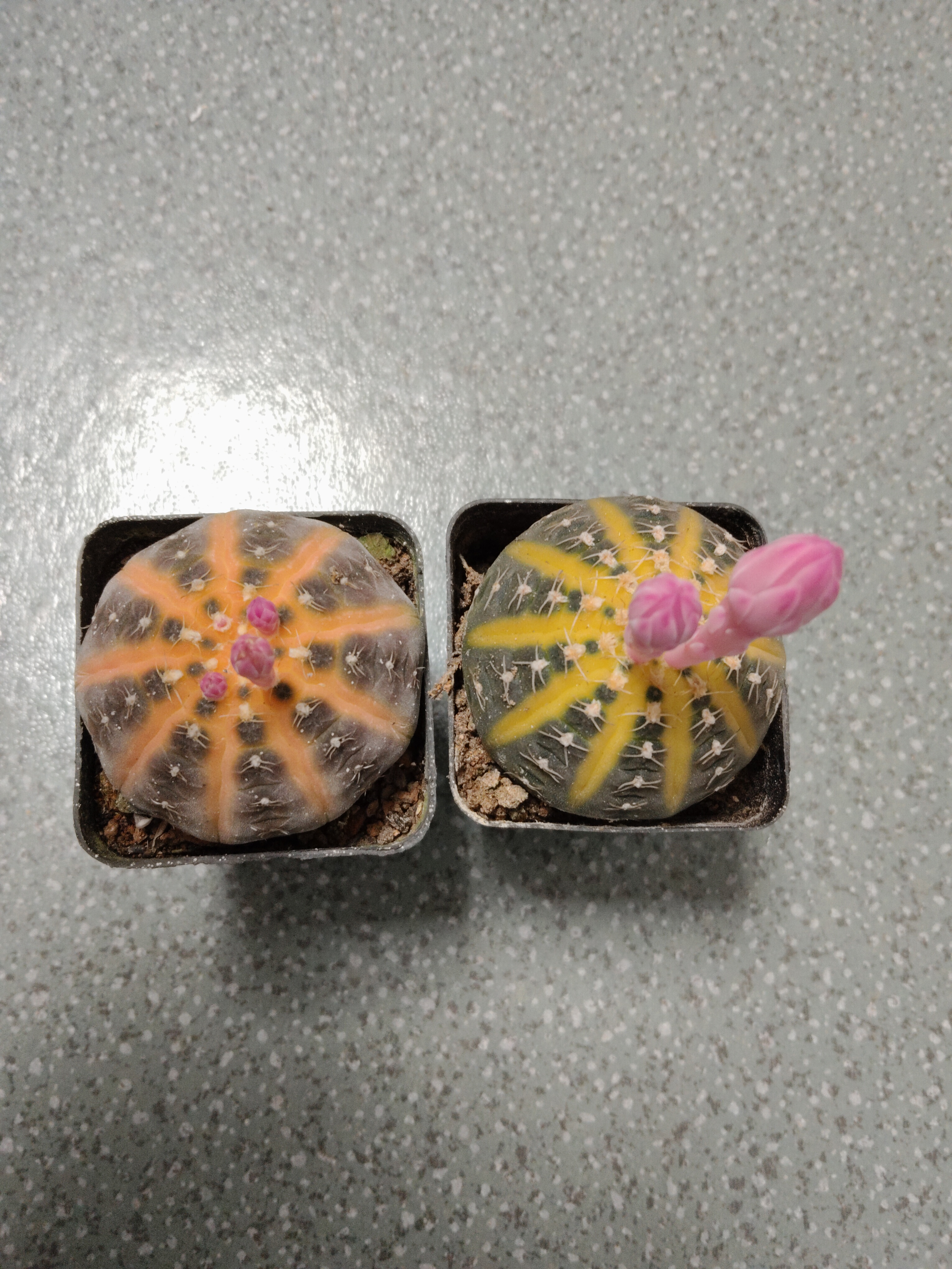 拉根锦2棵组合，实生仙人球，直径5厘米左右，开粉红花