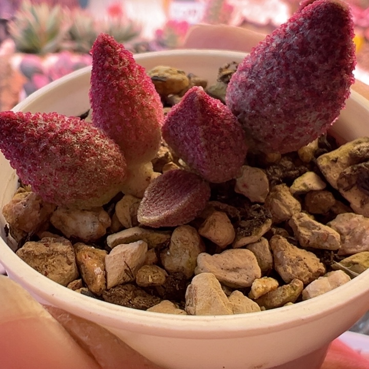 可以说是一种生活方式了吗