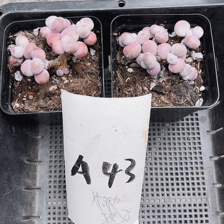 一**光43名密密麻麻吗你们