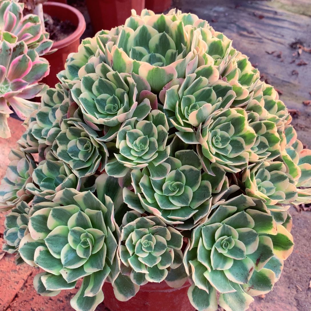 妖月捧花，多肉植物