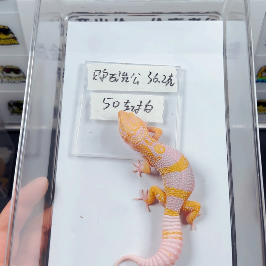 豹纹守宫贝尓石洗弟弟