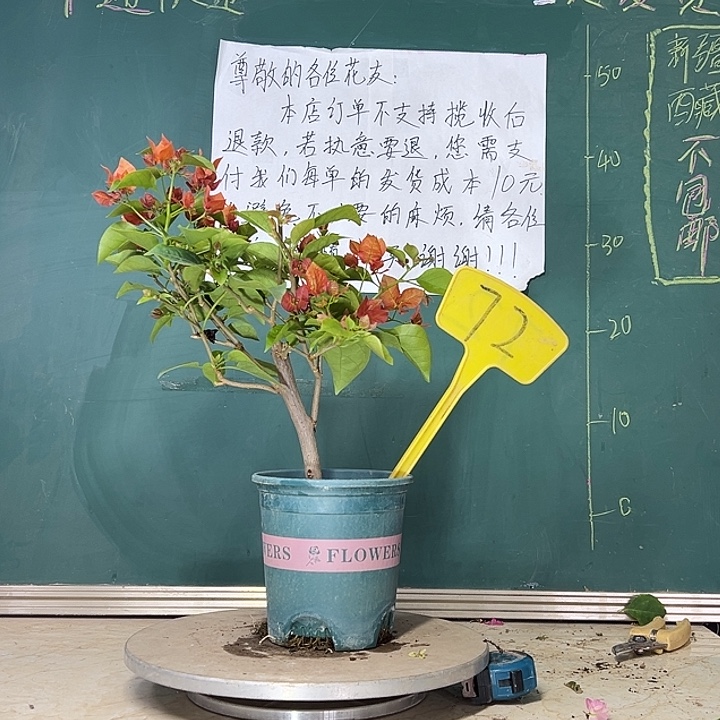 当前无花栽培后可以开花 不甜西瓜  72