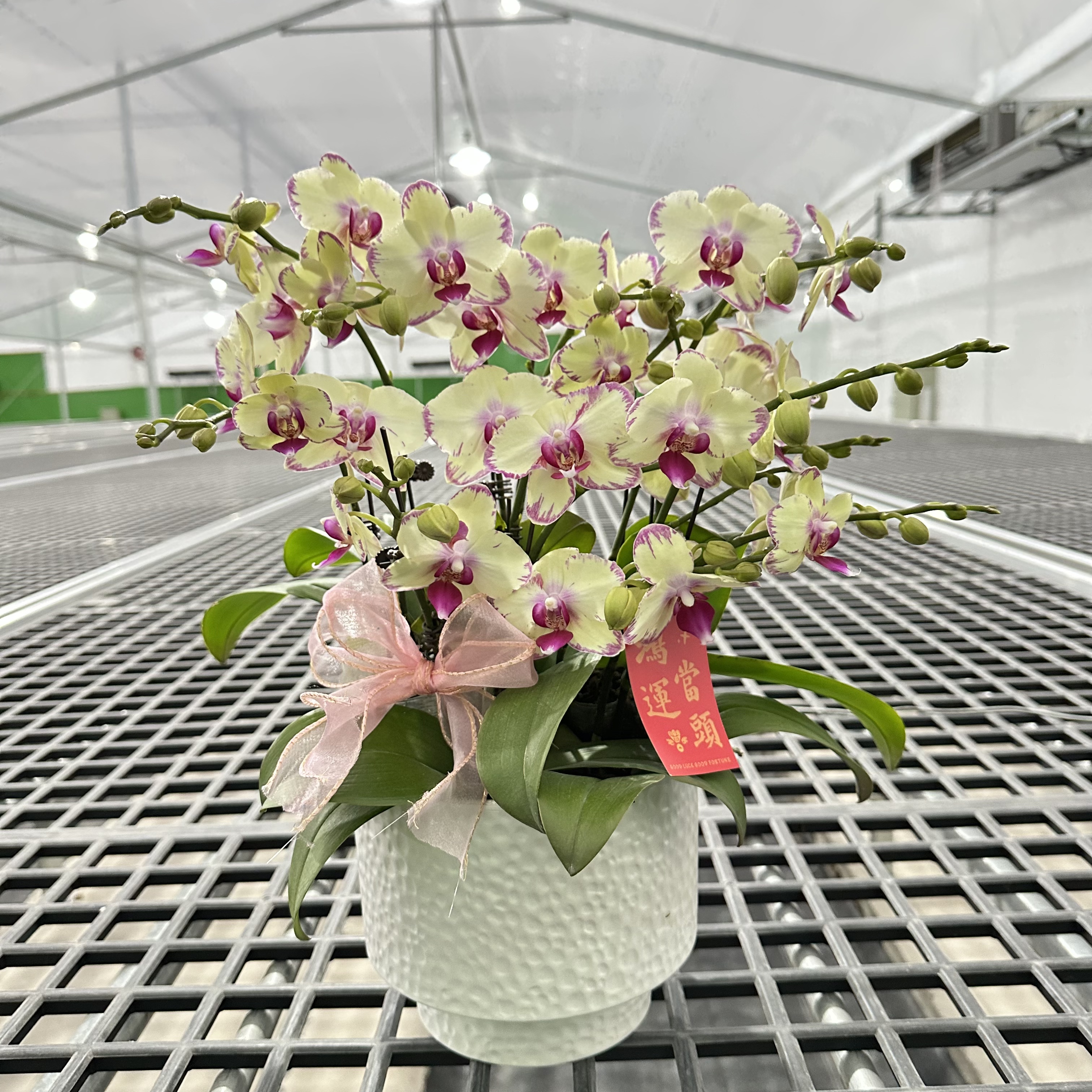 蝴蝶兰 【绿闪电】送人送礼 乔迁之喜 鲜花绿植 佛山基地直发