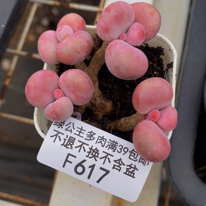 腰子桃蛋6cm617多肉植物