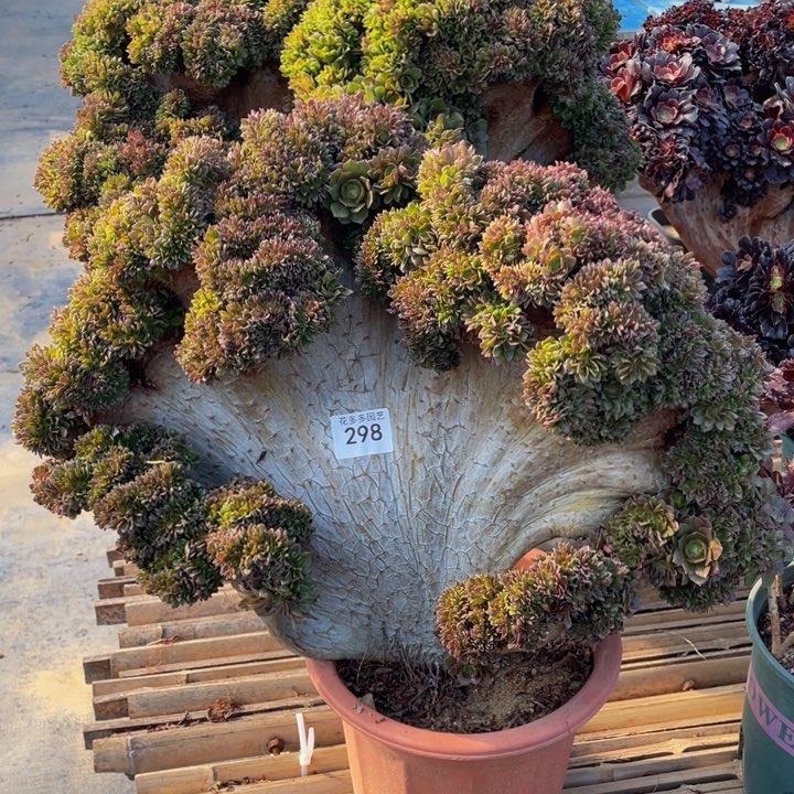 298号万圣节缀化根有修