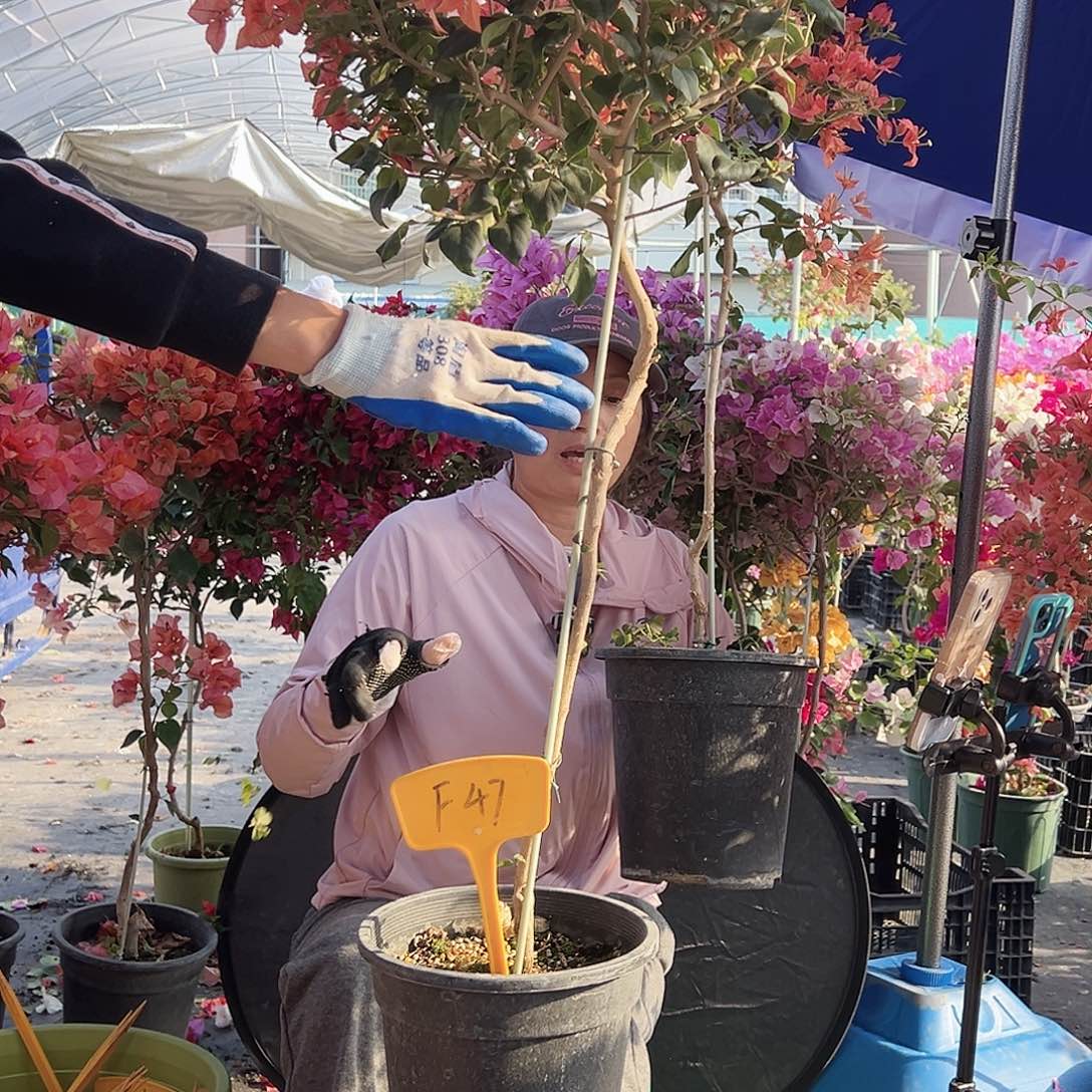 天***间大部分花苞少量开放F49布理扎