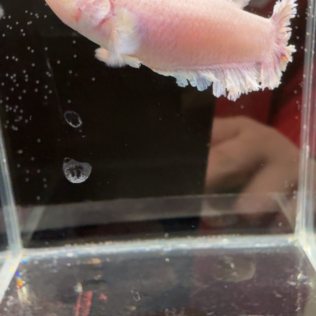 海水鱼12号拍品印尼斗鱼