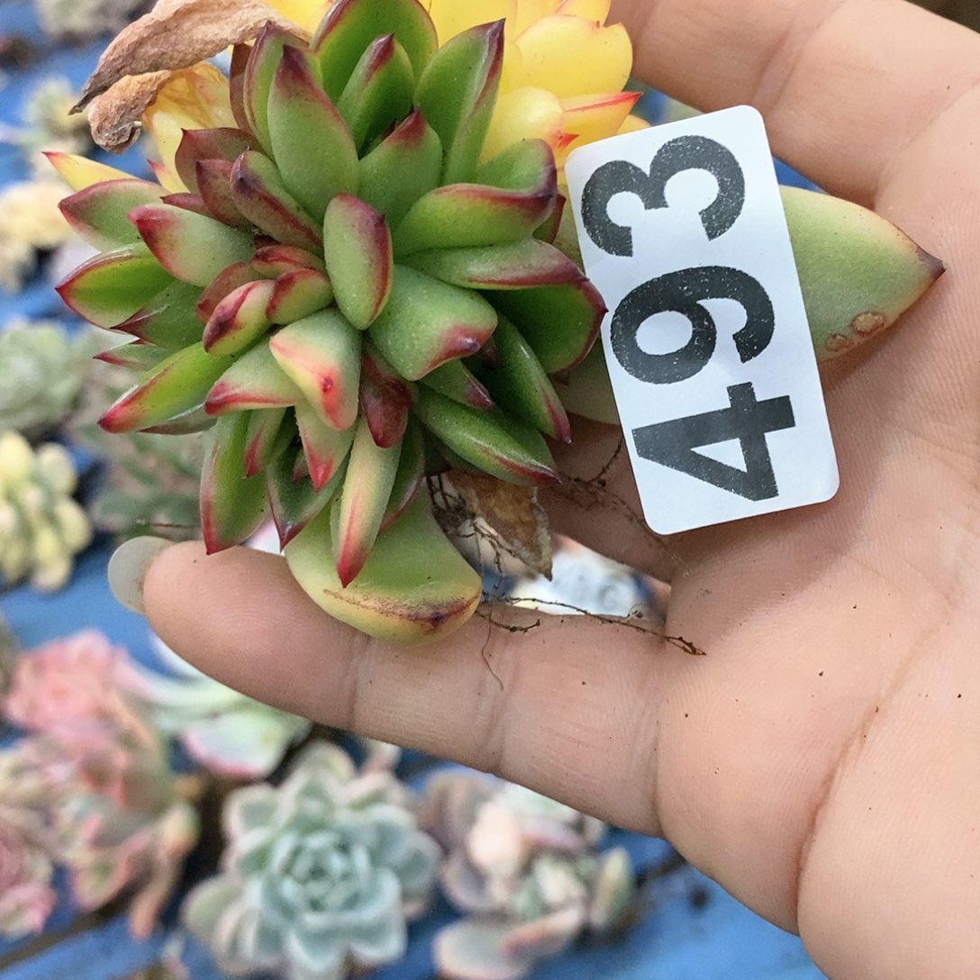 493汉娜炸多肉植物哇啦塞