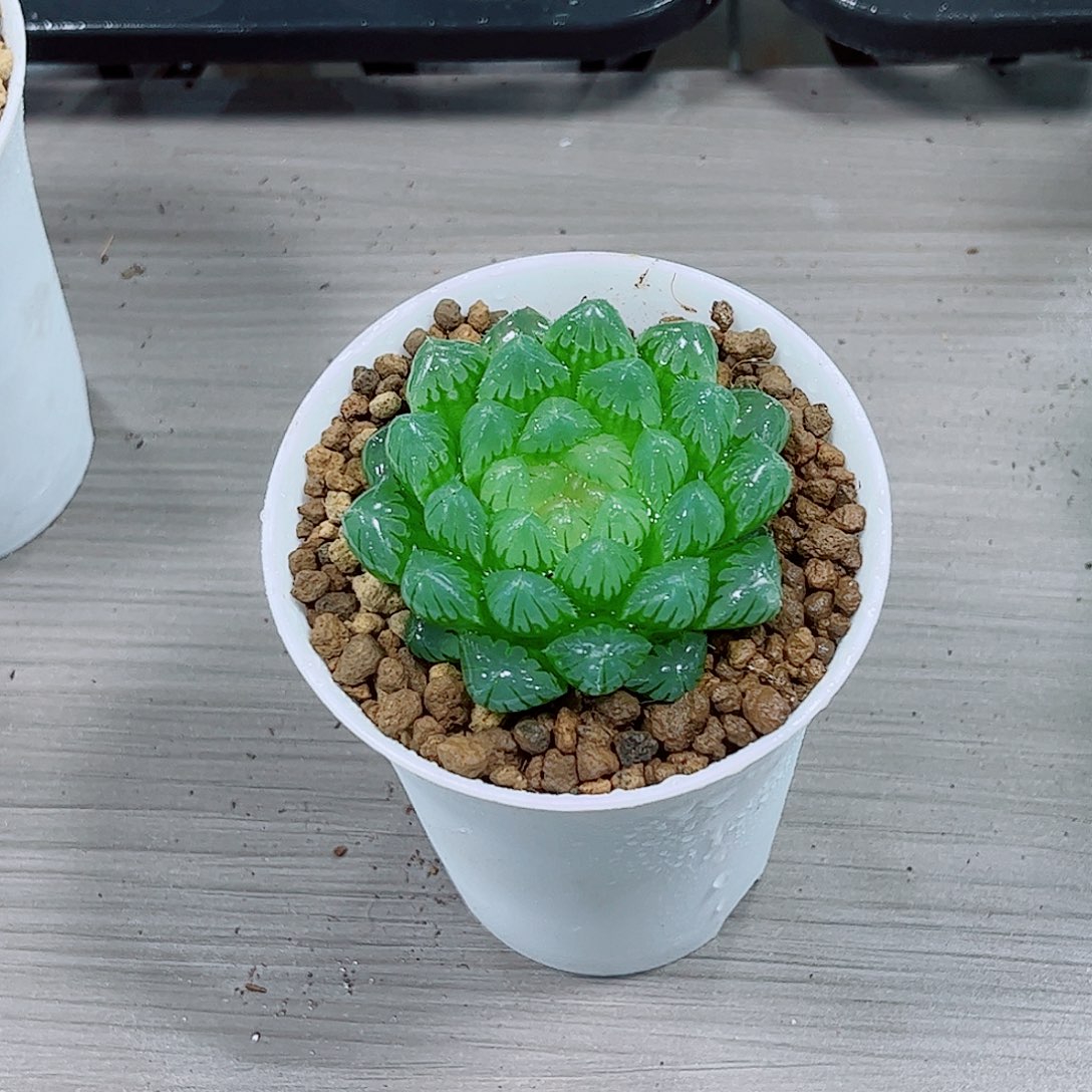 玉露多肉一勿一拍