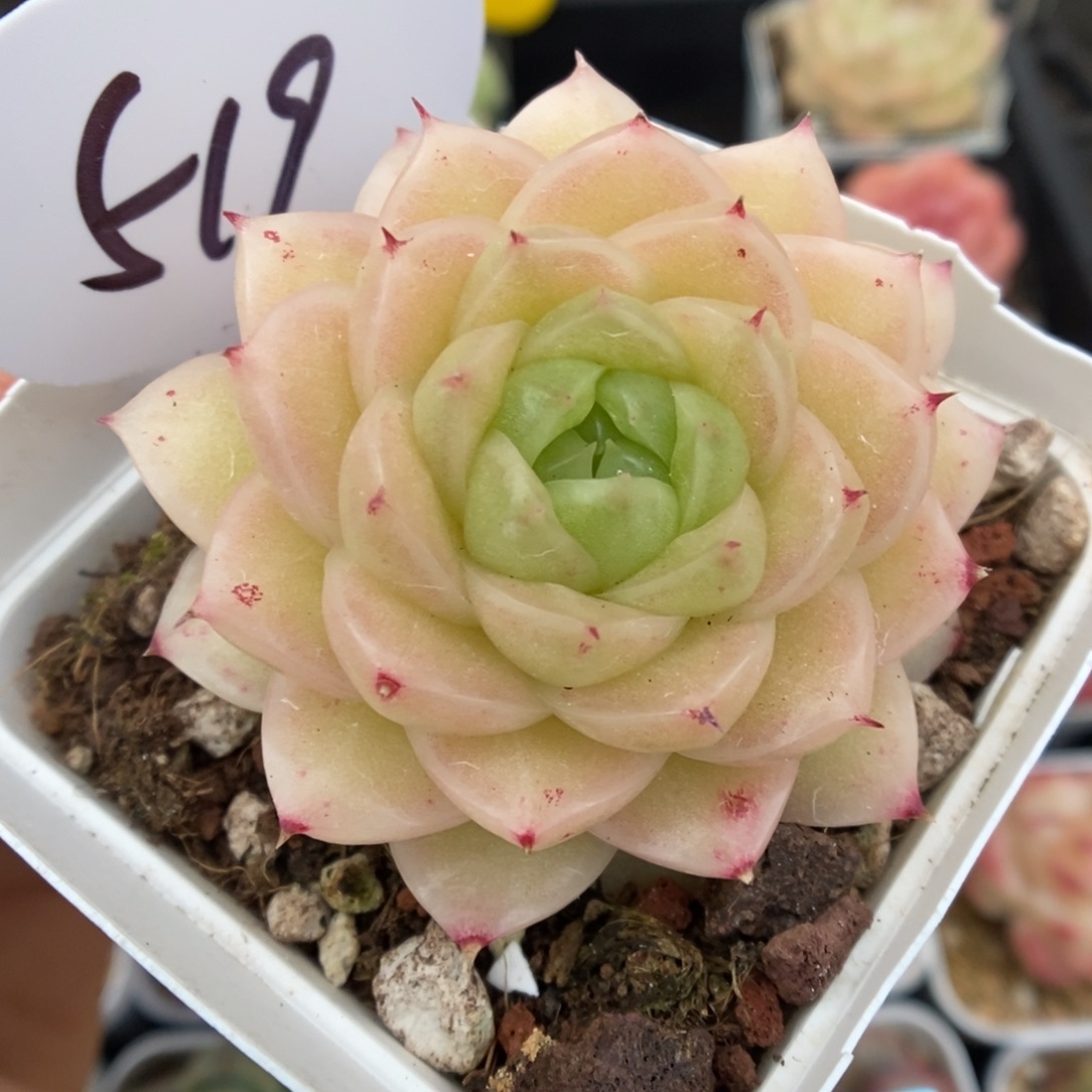 青柠麦秆可拍519号。  