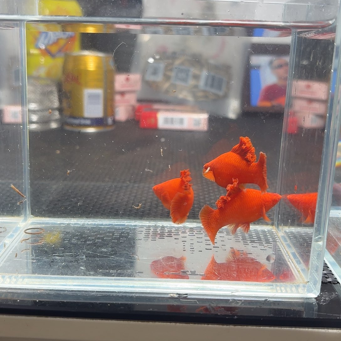 海水鱼半月尾红箭鱼3母