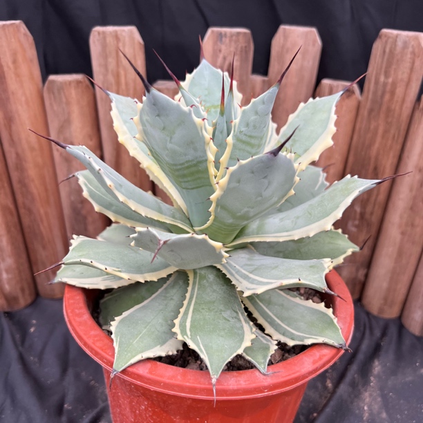 丰雷神金边锦龙舌兰多肉植物热带盆栽花卉盆景景观搭配脱土发货