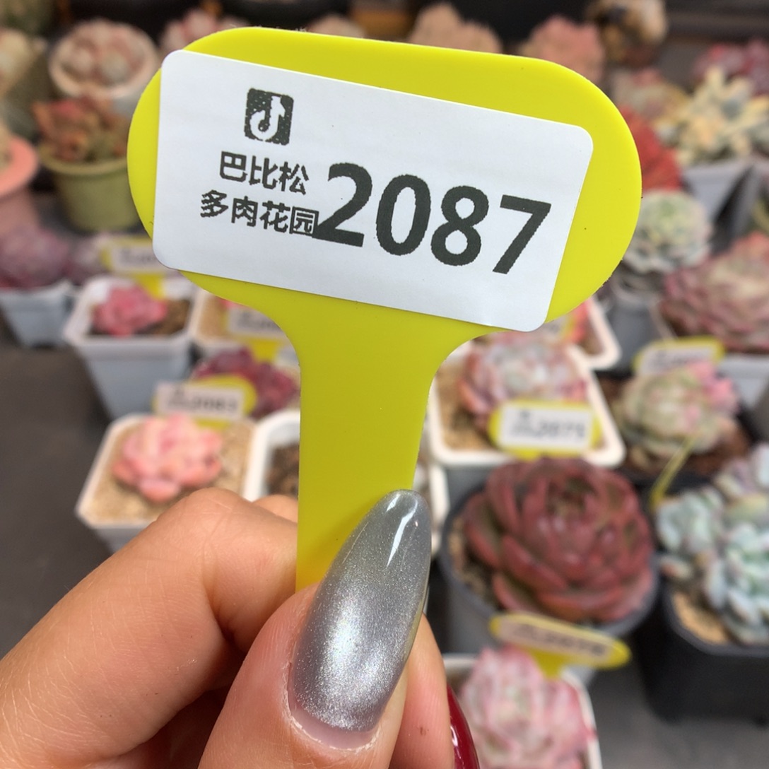 2087盲盒新年快乐