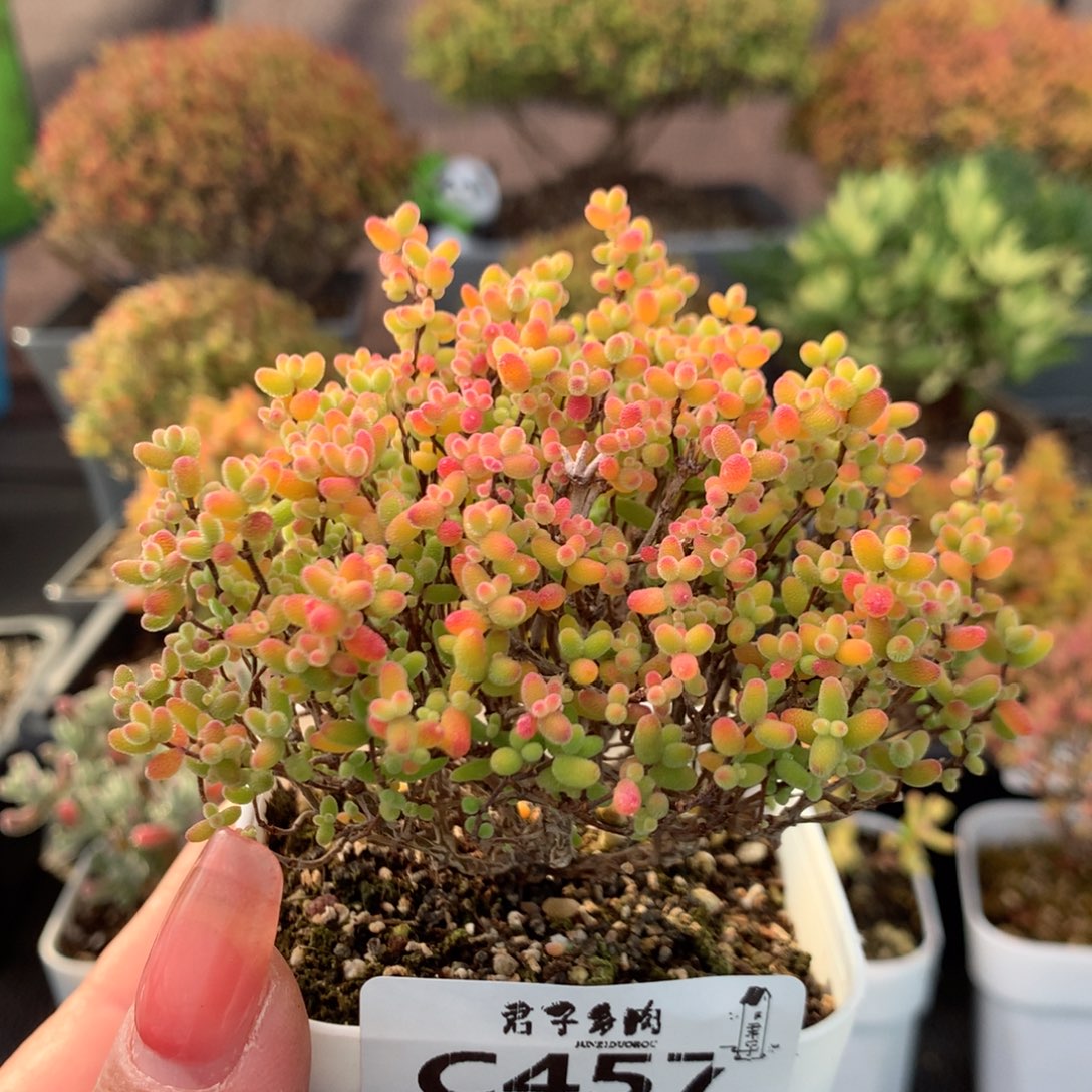 457蜜橘糖球           