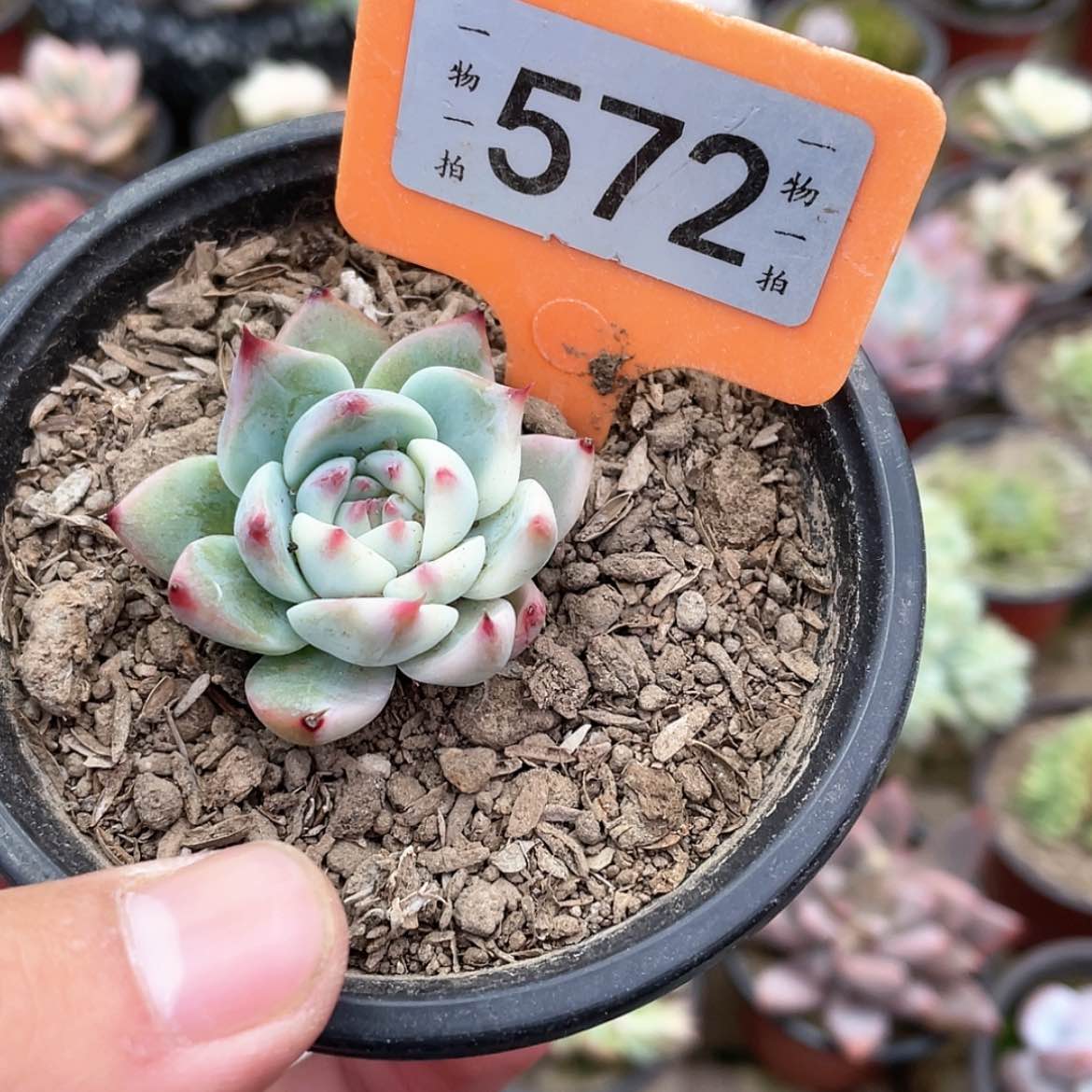 【闪购商品】?****o572号