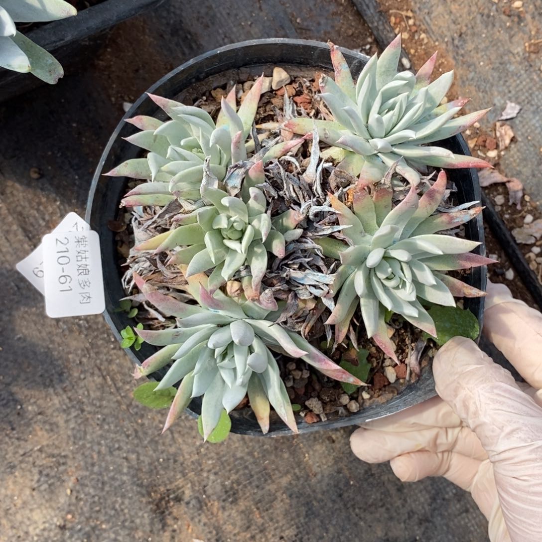 61号白菊杂小可爱