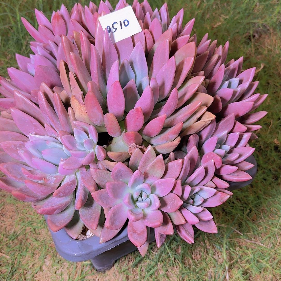 用***30510桃花源多肉植物