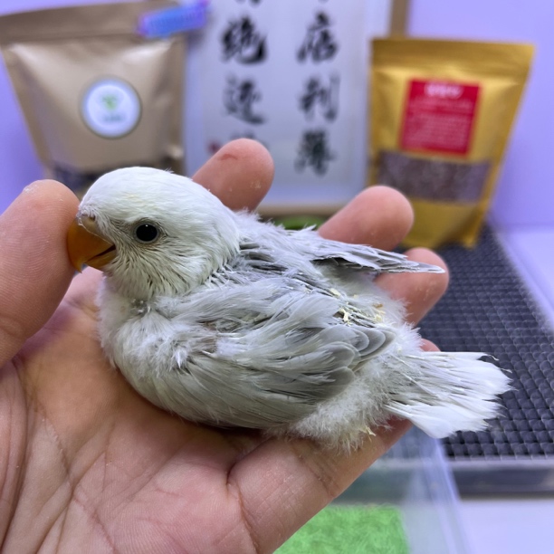 精品墨伊莎母L35268-桃面鹦鹉