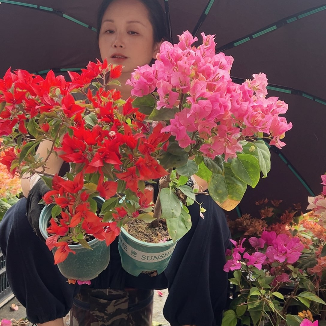 大部分花苞少量开放酒红桑巴，撒金粉或红粉佳人组合