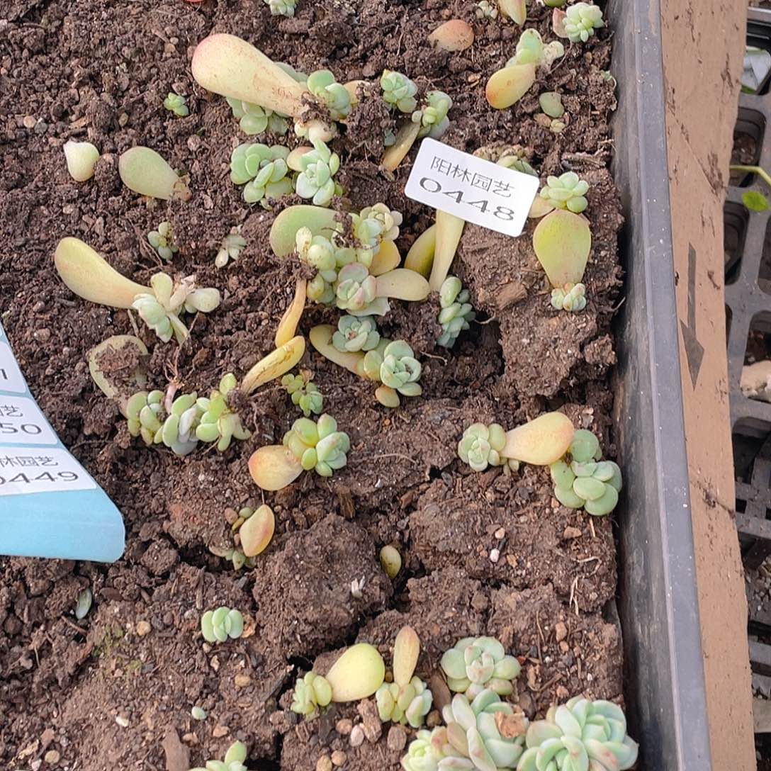 多肉植物多肉植物448