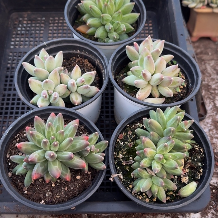 086多肉植物一物一拍