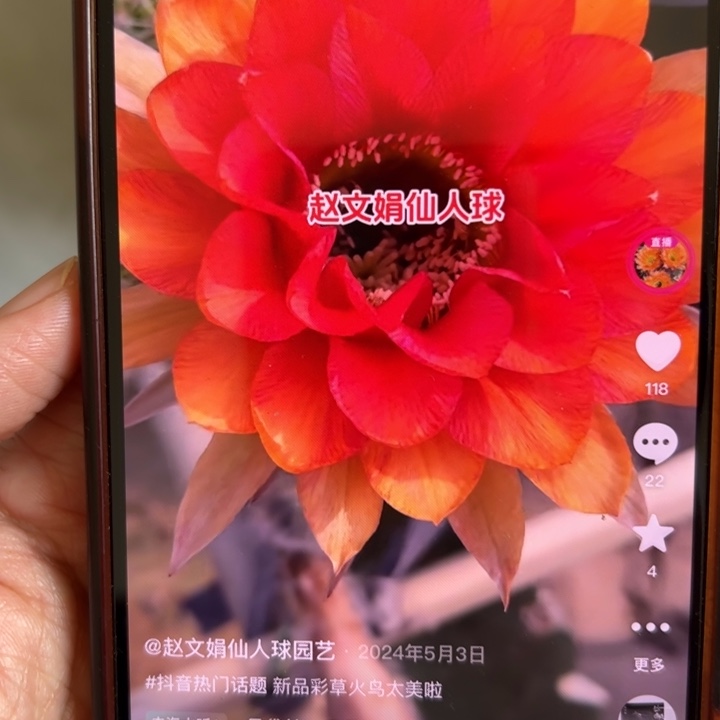 无花朵仙人球侧芽火鸟