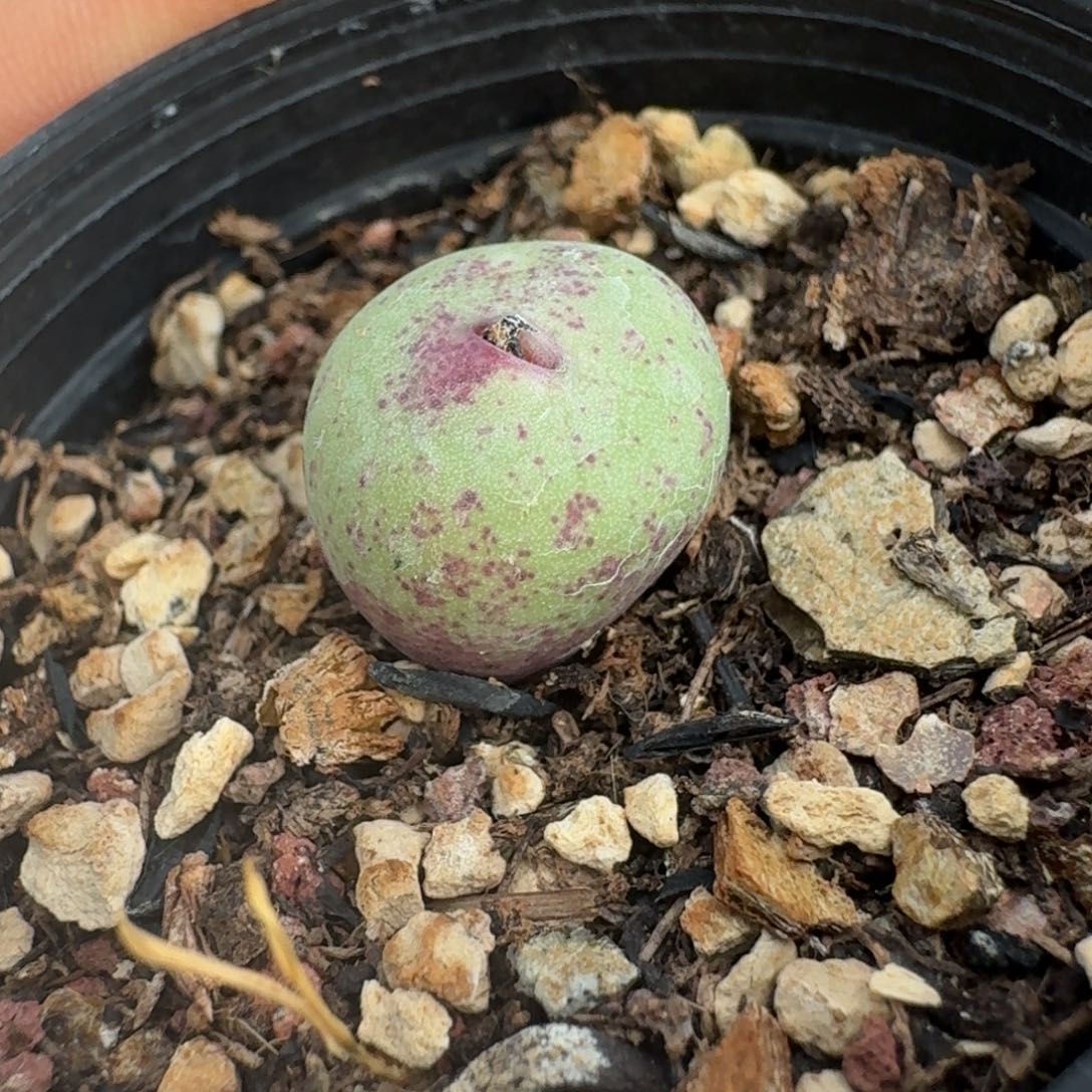 516贝特芬带盆发货