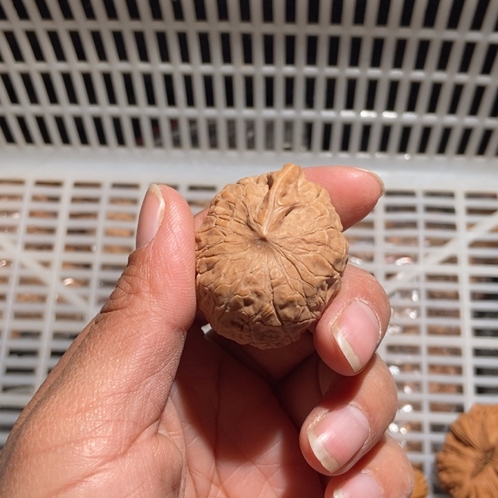 平***来核桃南瓜墩一帆尺寸40全品