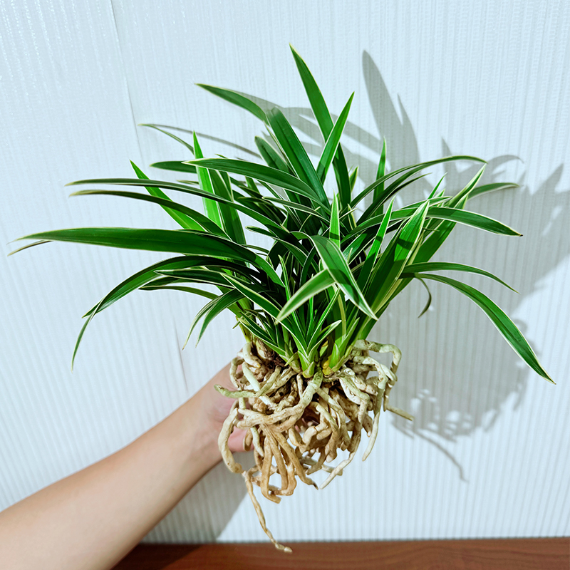 建兰 玉鼎红 金边矮种 兰花浓香 多苗多芽 裸根发货 1-3月花期