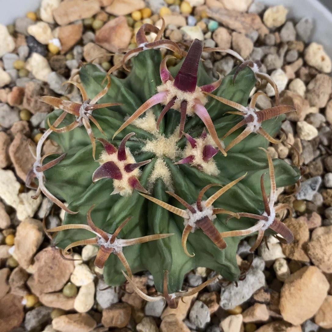 用****4仙人球卷刺王凌波