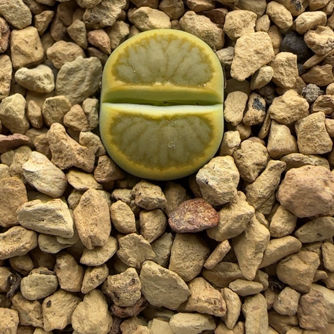 966 生石花大棚直播