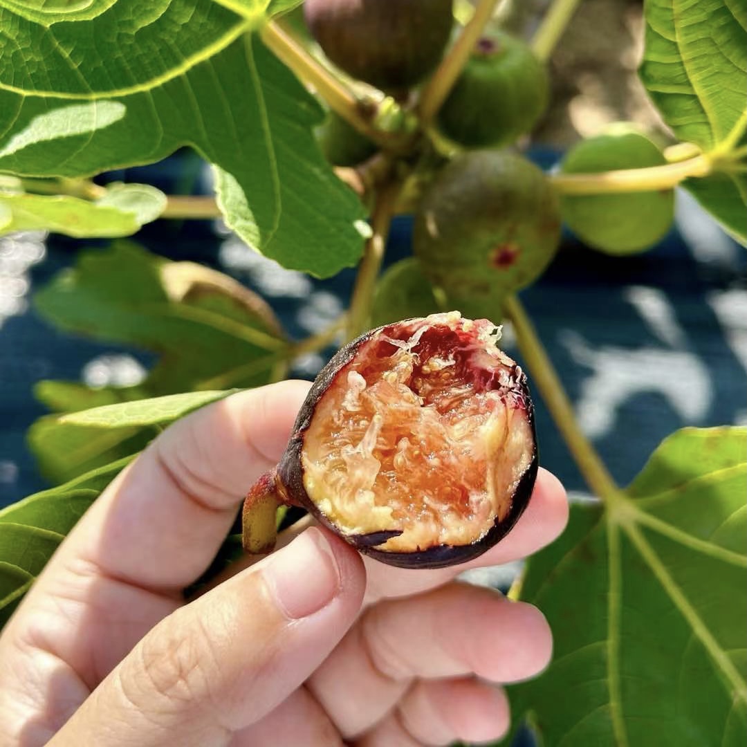 海南空运黑香蜜无花果新鲜当季无花果糯甜型
