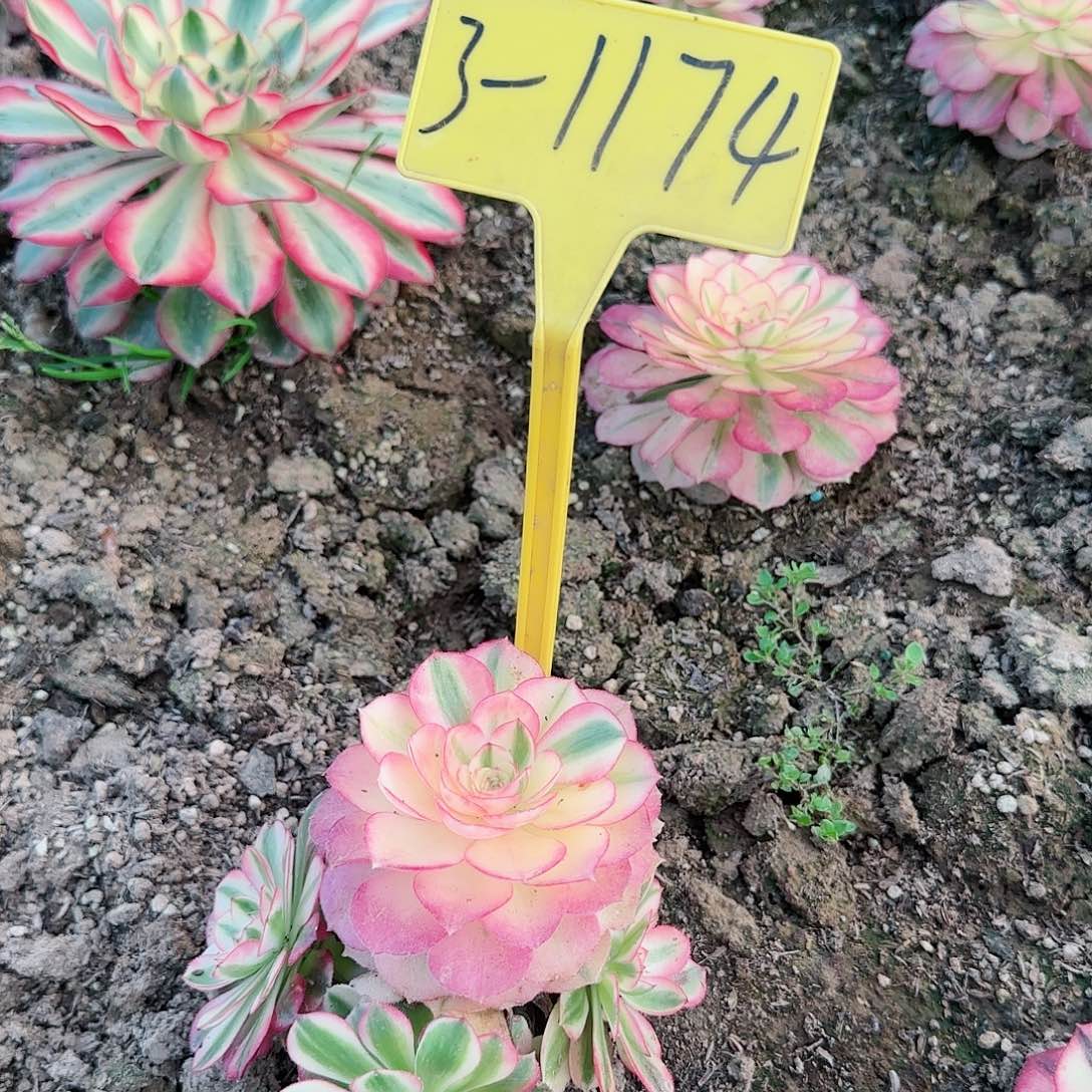 3-1174--+多头多肉植物