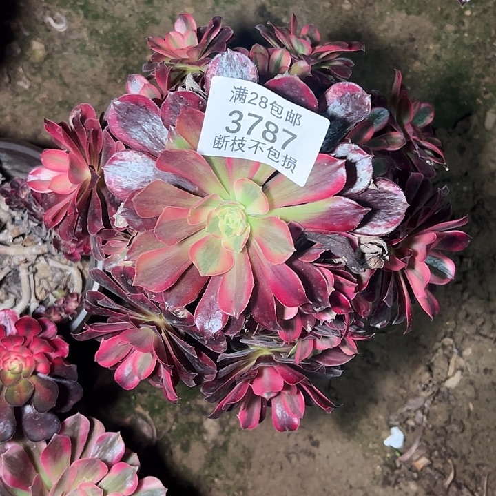 3787蛇毒美杜莎多肉植物