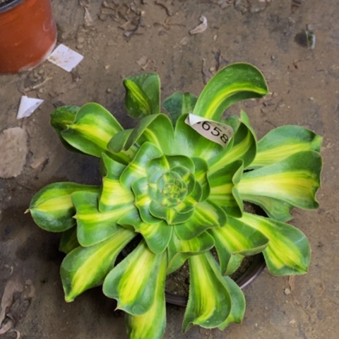 暴君多肉植物5658