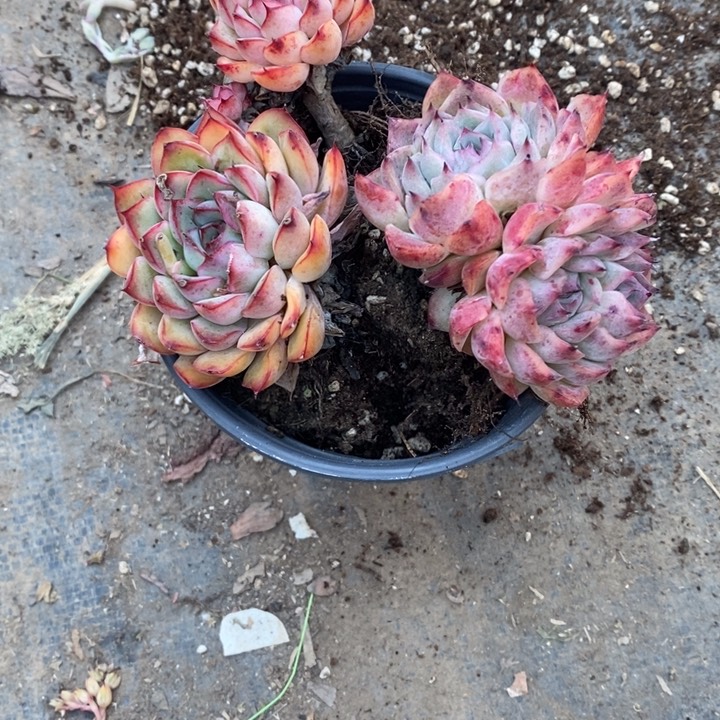 肥*一物一拍组合多肉39