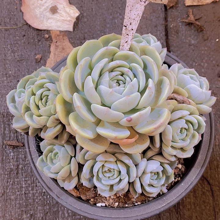 *****00000000000000000725