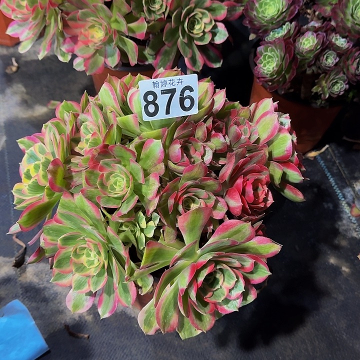 000000000000000876粉女郎