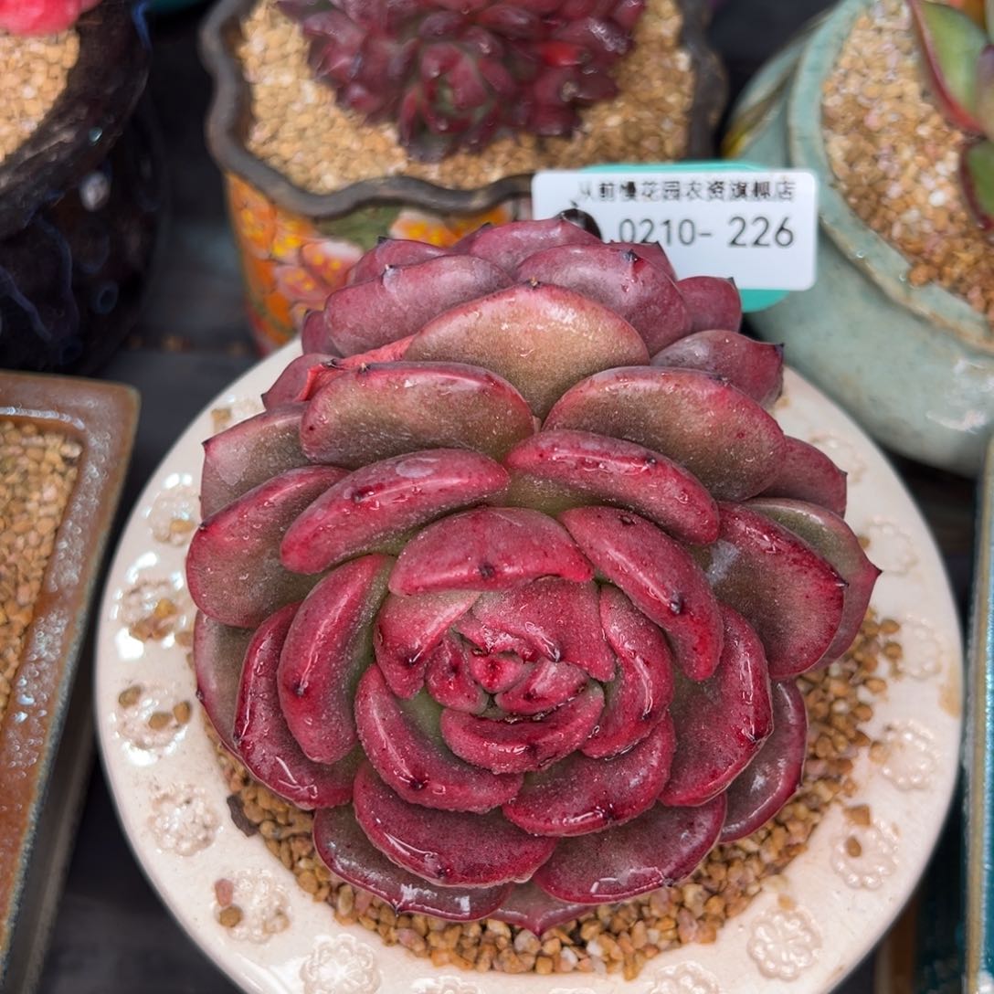 从前慢多肉精选编号0210.226