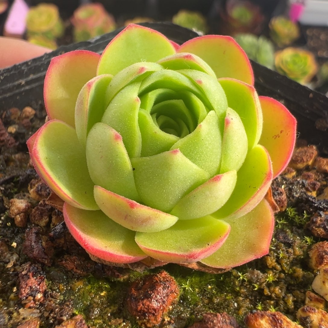 L12半城玫瑰胖子