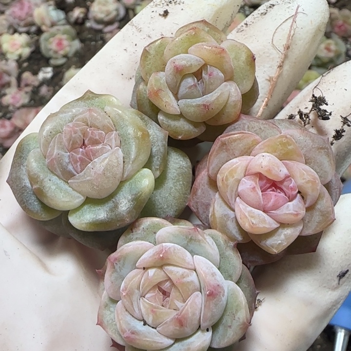 17 号王者系列多肉一盒