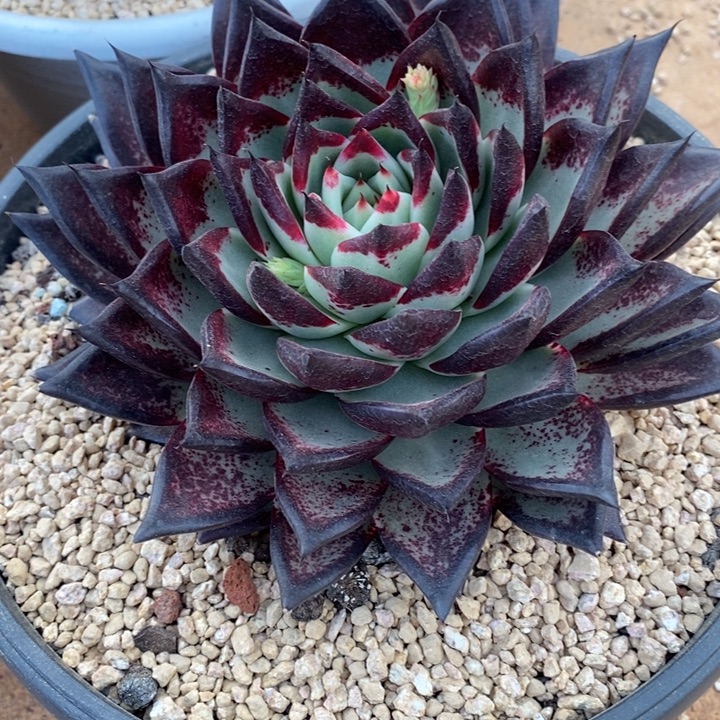 D085- 直播福利 乌木