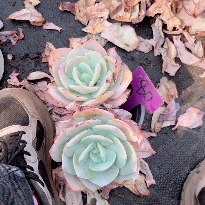 多肉植物的9.9包邮