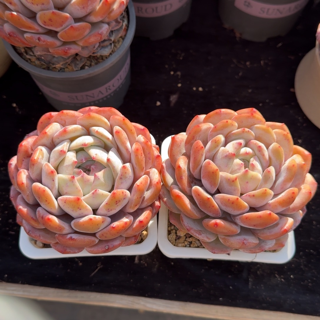 苹***一组两颗，专拍链接。