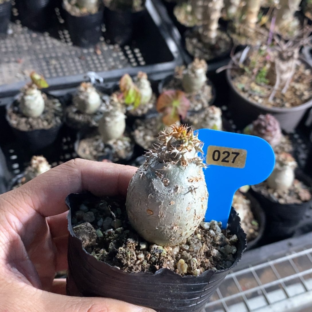 珊瑚油桐多肉植物