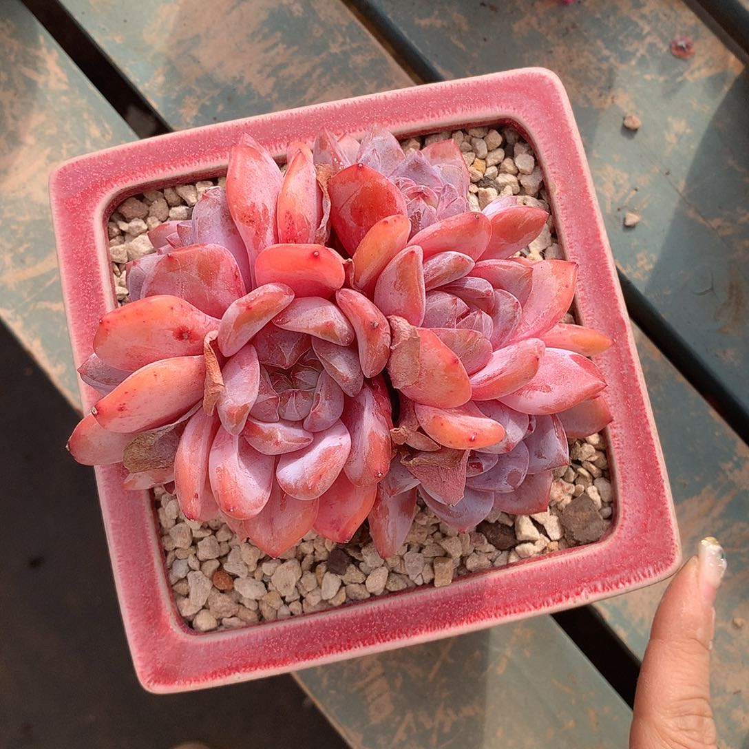 撲***滿哈哈哈哈哈哈哈哈冰玉