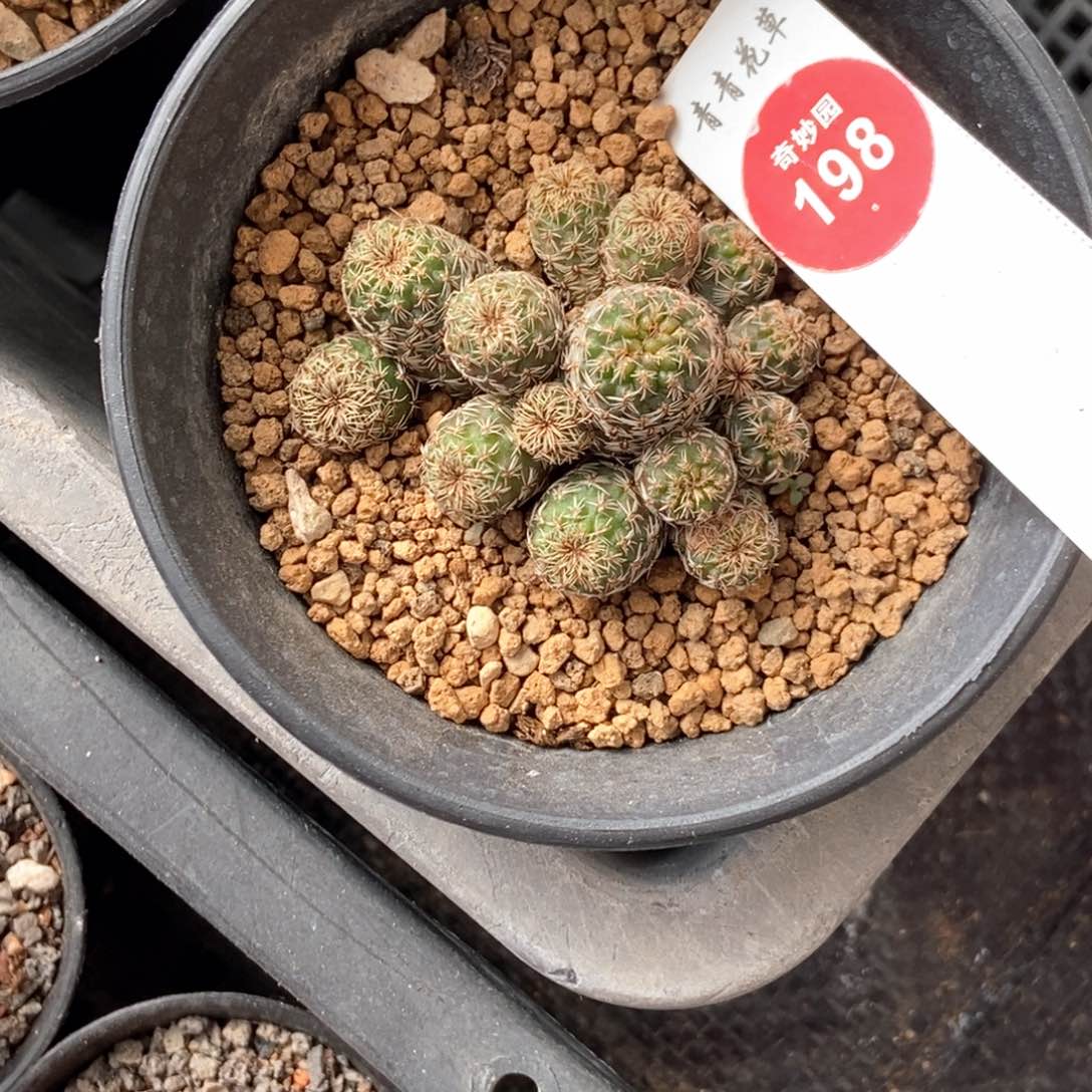 火焰宝山群一颗仙人球有斑