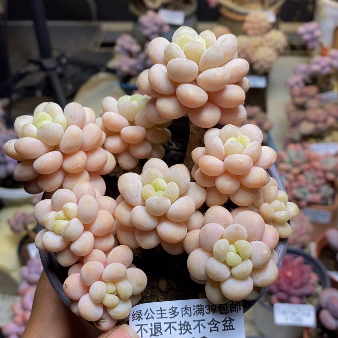 260洛可可多肉9c m